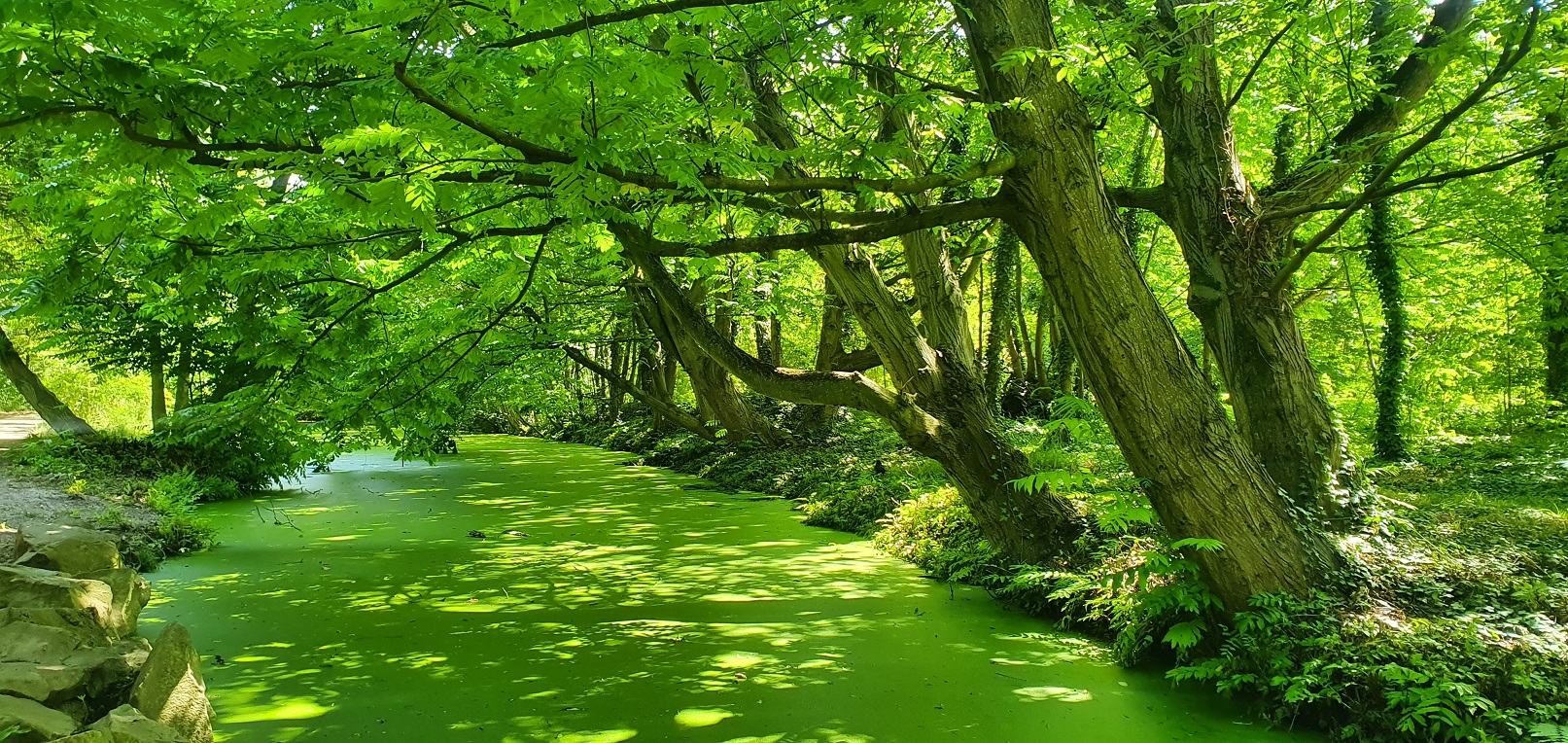 forêt verte